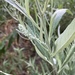 photo of California Mugwort (Artemisia douglasiana)