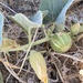 photo of Buffalo Gourd (Cucurbita foetidissima)