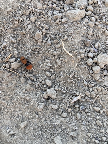 photo of Pacific Velvet Ant (Dasymutilla aureola)