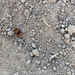 photo of Pacific Velvet Ant (Dasymutilla aureola)