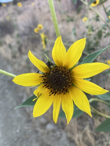 photo of Common Sunflower (Helianthus annuus)
