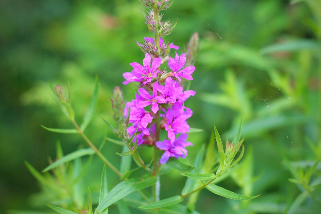 purple loosestrife from New Bridgeville, PA on June 22, 2012 by John Beatty - iN