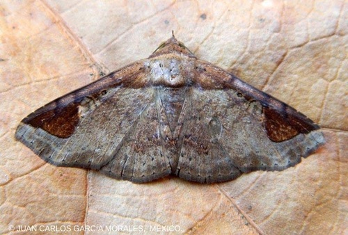 Massala obvertens Walker, 1858