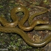 Olive Trapezoid Snake - Photo (c) Surya Narayanan, all rights reserved, uploaded by Surya Narayanan