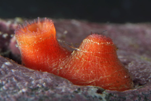 Arctic Hiatella