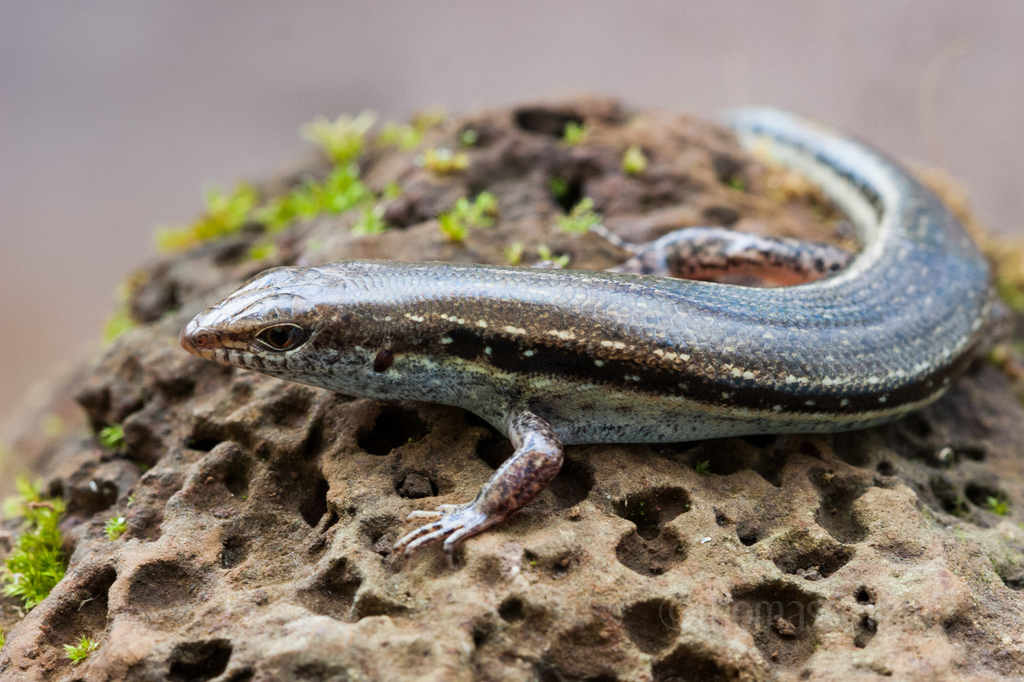 Line-Spotted Forest Skink