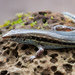 Line-spotted Forest Skink - Photo (c) Thomas Calame, some rights reserved (CC BY-NC)