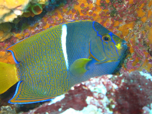 King Angelfish