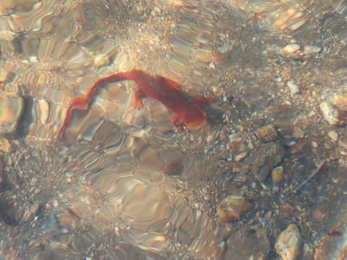 iNaturalist observation photo of Sierra Newt