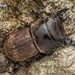 Te Aroha Stag Beetle - Photo (c) Danilo Hegg, all rights reserved, uploaded by Danilo Hegg