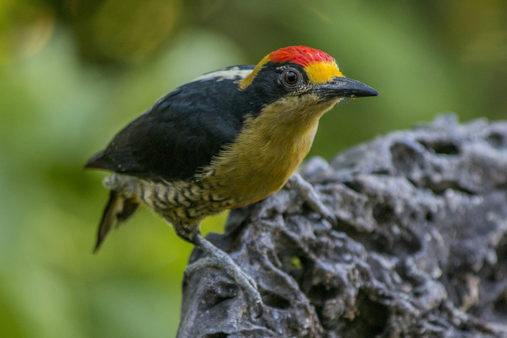 Golden-naped Woodpecker (Melanerpes chrysauchen) photo