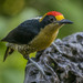 Golden-naped Woodpecker - Photo (c) Curt P Finfrock, all rights reserved, uploaded by Curt P Finfrock