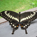 Western Emperor Swallowtail - Photo (c) Kristian, all rights reserved, uploaded by Kristian