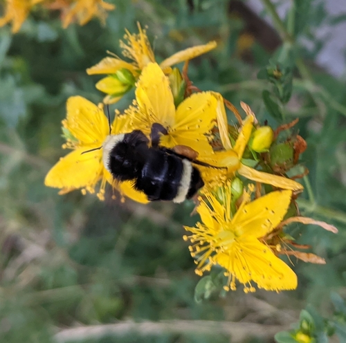iNaturalist observation photo of Yellow-faced Bumble Bee