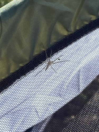 iNaturalist observation photo of Oblong Running Spider