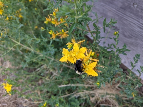iNaturalist observation photo of Common St. John's Wort
