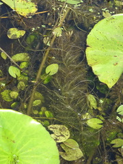 Utricularia inflexa image