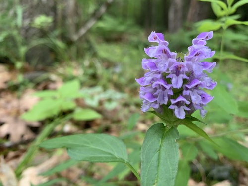 Alpine Self-heal