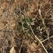 photo of Long-stemmed Buckwheat (Eriogonum elongatum)