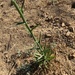 photo of San Diego Wirelettuce (Stephanomeria diegensis)