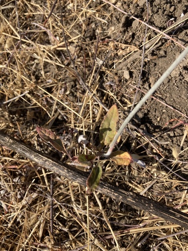 photo of Naked Buckwheat (Eriogonum nudum)