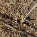 photo of Naked Buckwheat (Eriogonum nudum)