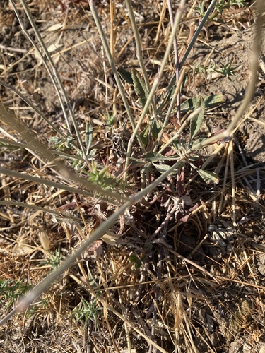 photo of Slender Woolly Buckwheat (Eriogonum gracile)