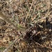 photo of Slender Woolly Buckwheat (Eriogonum gracile)