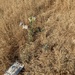 photo of Woollypod Milkweed (Asclepias eriocarpa)