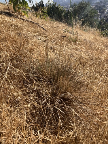 photo of Purple Needlegrass (Nassella pulchra)