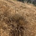 photo of Purple Needlegrass (Nassella pulchra)