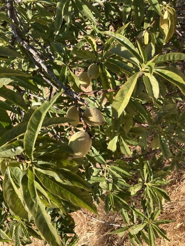 photo of Peach (Prunus persica)