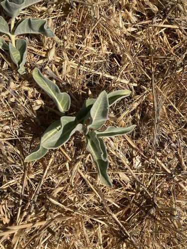 photo of Woollypod Milkweed (Asclepias eriocarpa)