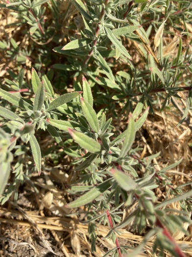 photo of California Fuchsia (Epilobium canum)