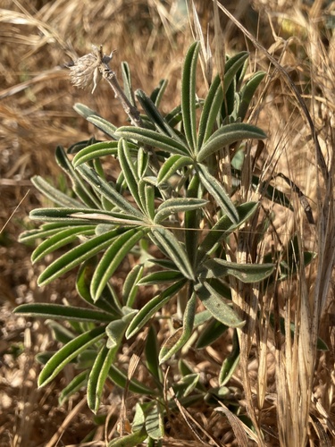 photo of Silver Lupine (Lupinus albifrons)