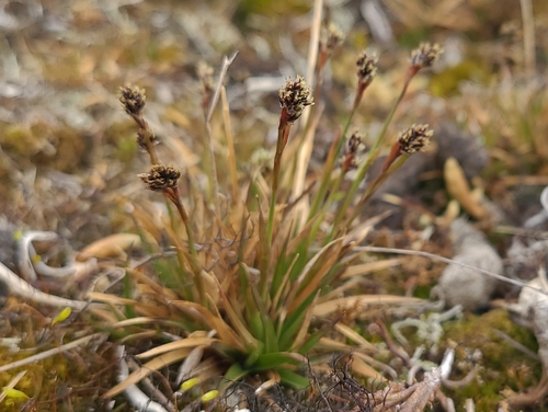 Luzula nivalis