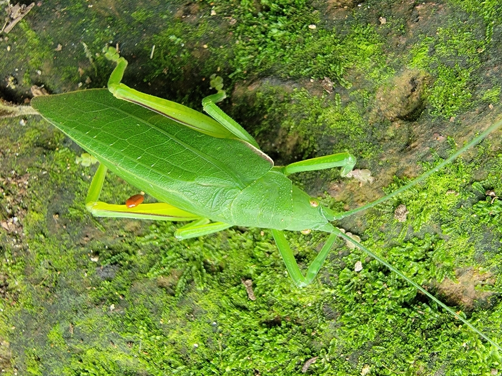 Phyllomimus sinicus from Yangmingshan, TW-TP-TC, TW-TP, TW on June 27 ...