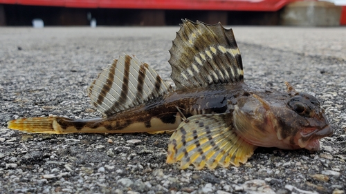 Arctic Staghorn Sculpin