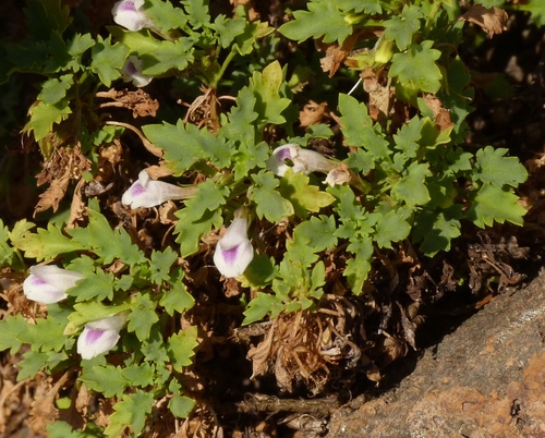 Stemodiopsis buchananii
