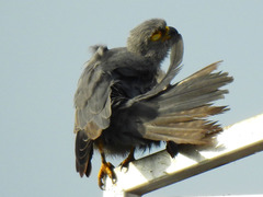 Falco ardosiaceus image
