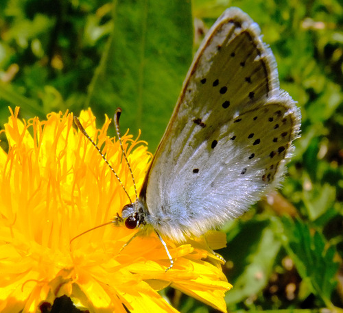 iNaturalist observation photo of Greenish Blue