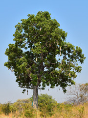 Kigelia africana image