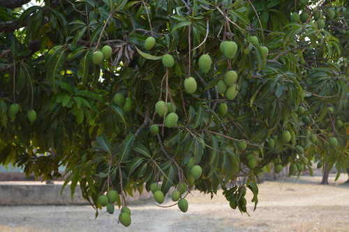 Indian mango