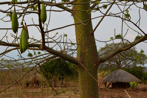 Kapok Tree