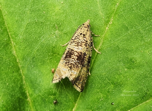 Syricoris lacunana nuotrauka