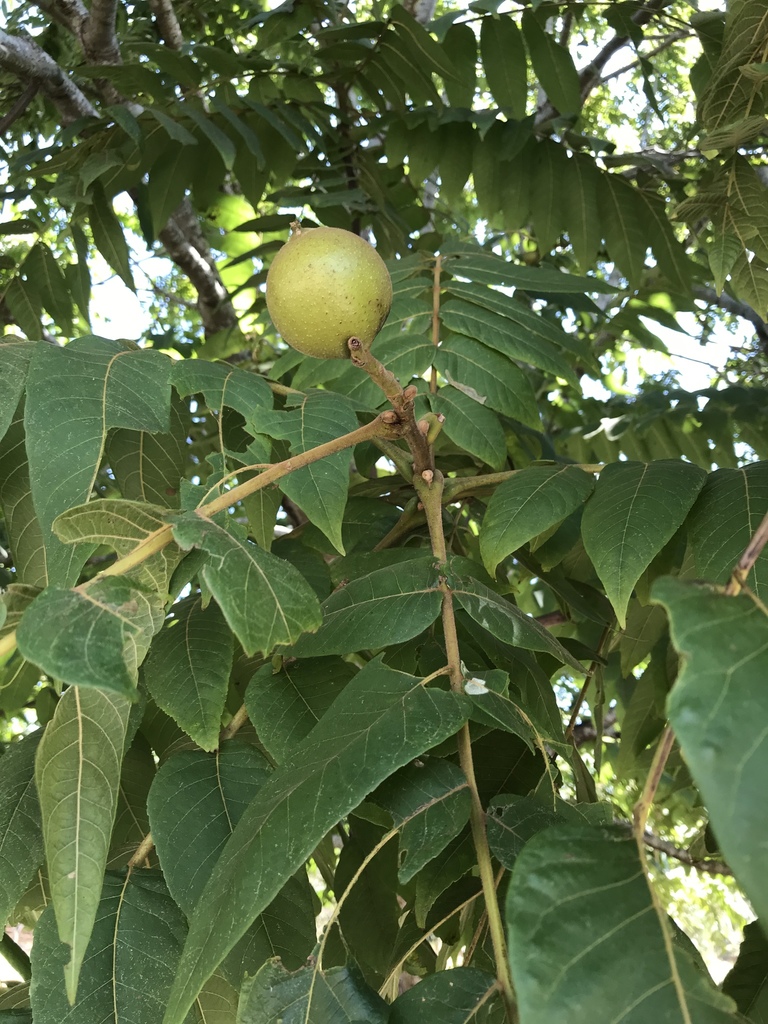 Juglans major — an easy houseplant, prefers full sun light