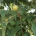 Arizona Black Walnut - Photo (c) P Gonzalez Zamora, all rights reserved, uploaded by P Gonzalez Zamora