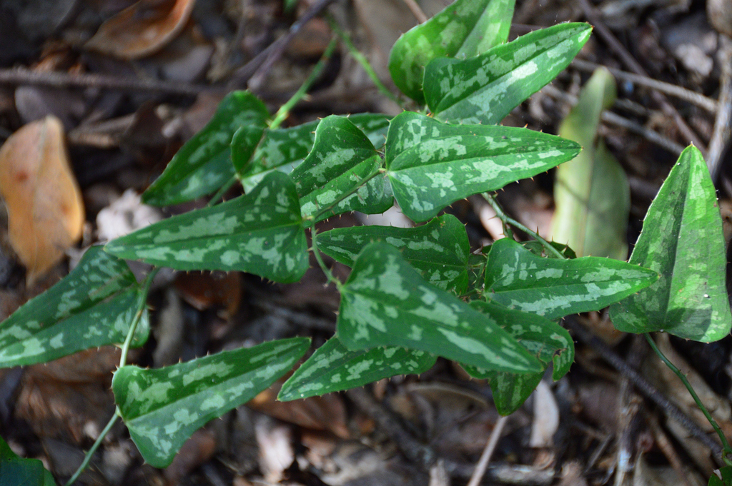 Smilax bona-nox (Smilax Bona Nox) — an easy houseplant, prefers partial sun light