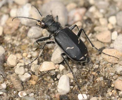 Purple Tiger Beetle