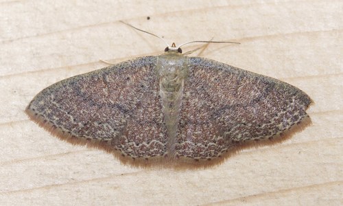 Common Tan Wave, photo 3 of 7